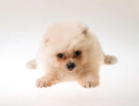 Pomeranian spitz puppyの写真素材