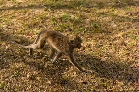 Wild monkeyの写真素材