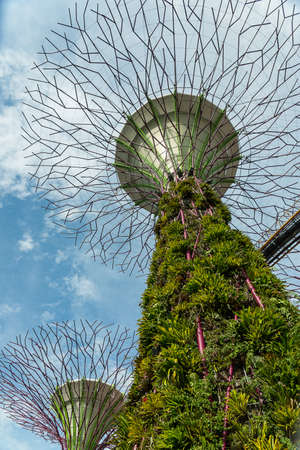 SINGAPORE - MAY 12: Gardens by the Bay on Mar 12, 2014 in Singapore. Gardens by the Bay was crowned World Building of the Year at the World Architecture Festival 2012のeditorial素材