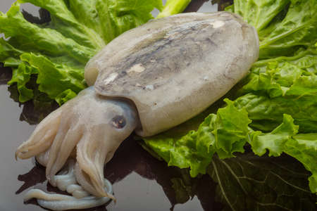 Raw cuttlefish ready for cookingの写真素材