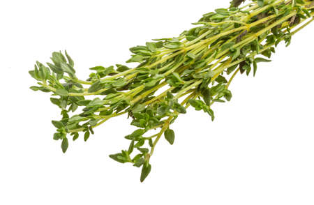Thyme branch isolated on white backgroundの写真素材