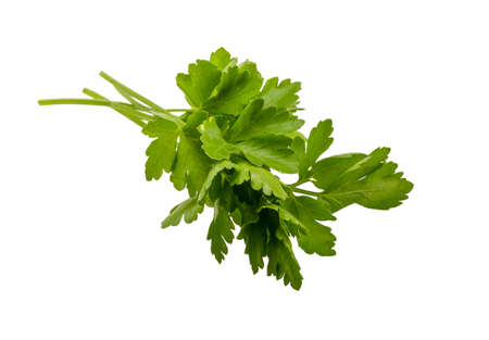 Parsley branch isolated on white の写真素材