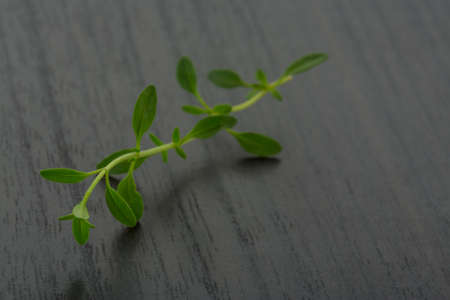 Thyme branch on the deskの写真素材