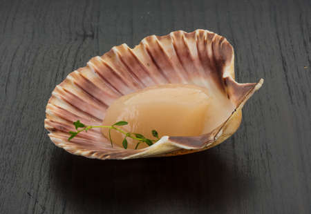 Raw scallops in the shellの写真素材