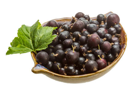 Black currant with green leafの写真素材