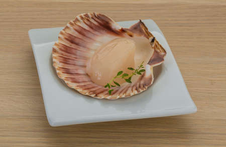 Raw scallops in the shellの写真素材