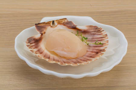 Raw scallops in the shellの写真素材