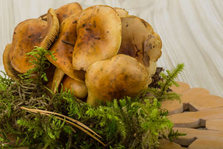 Armillaria - wild mushroom in the wooden backgroundの写真素材