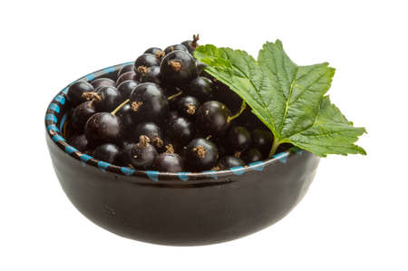 Black currant with green leafの写真素材