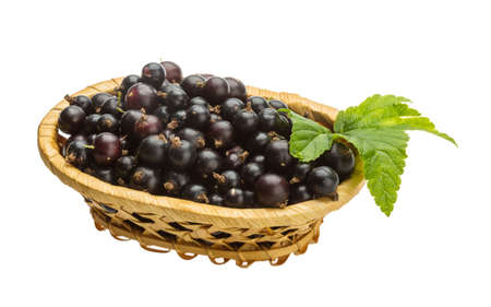 Black currant with green leafの写真素材
