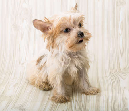 Yorkshire terrier - small dog puppy posingの写真素材
