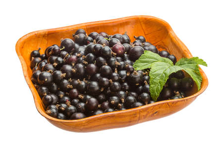 Black currant with green leafの写真素材