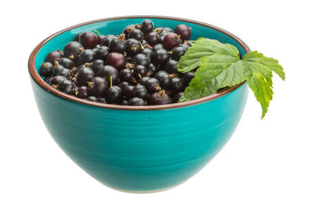 Black currant with green leafの写真素材