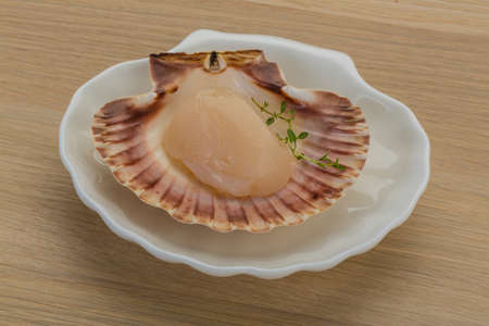 Raw scallops in the shellの写真素材