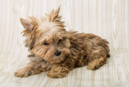 Yorkshire terrier - small dog puppy posingの写真素材