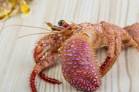 Raw crabs - on the wooden backgroundの写真素材