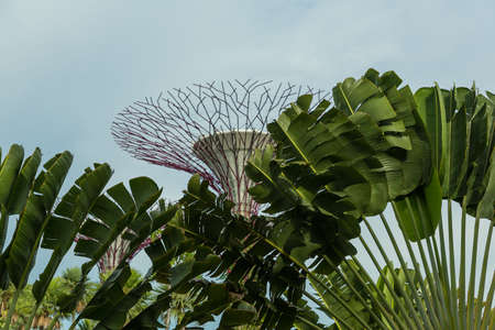 SINGAPORE - MAY 12: Gardens by the Bay on Mar 12, 2014 in Singapore. Gardens by the Bay was crowned World Building of the Year at the World Architecture Festival 2012のeditorial素材