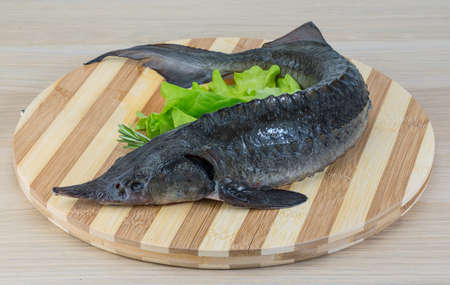 Raw strugeon on the wooden with salad leaves and rosemaryの写真素材