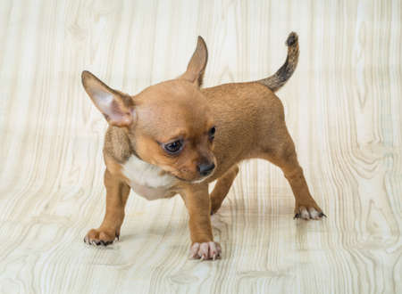 Chihuahua puppy posingの写真素材
