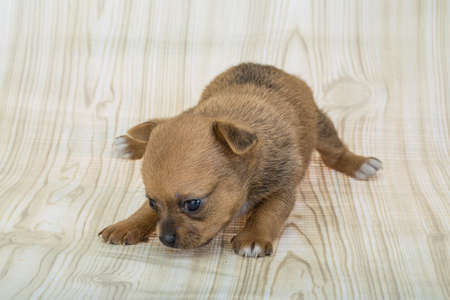 Young Chihuahua puppyの写真素材