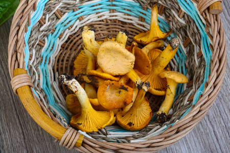 Chanterelle mushroom in the basket on wood backgroundの写真素材