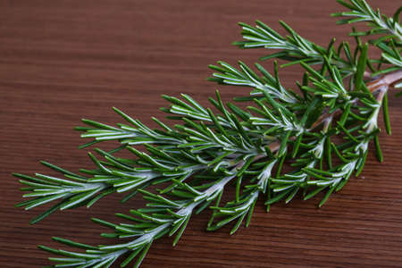 Green fresh rosemary branch on the wood background