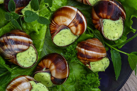 French cuisine - Escargot with butter, parsley and salat leavesの写真素材
