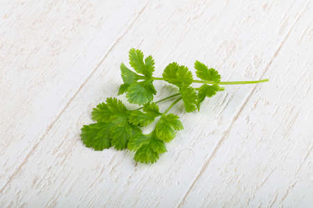 Coriander leaves on the wood backgroundの写真素材