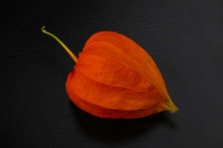 Phisalys on the black wood backgroundの写真素材