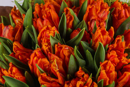 Orange tulips bouquet - young spring flowersの写真素材