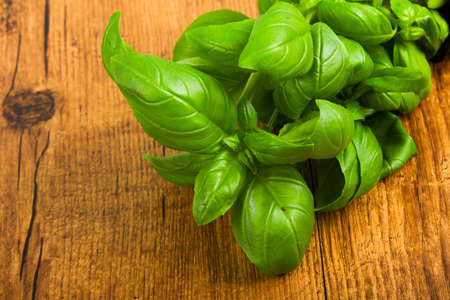 Basil leavesの写真素材