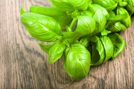 Basil leavesの写真素材