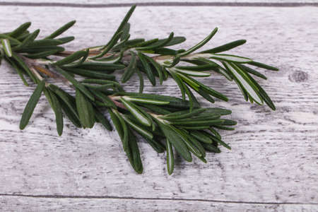 Fresh green Rosaemary branch - spice for cookingの写真素材