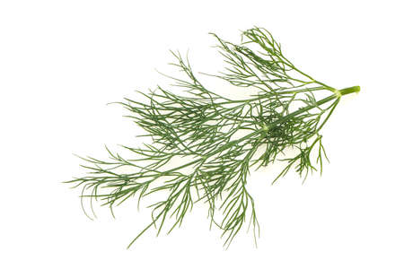Fresh green dill herb branch ready for cookingの写真素材