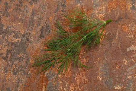 Fresh green dill herb branch ready for cookingの写真素材