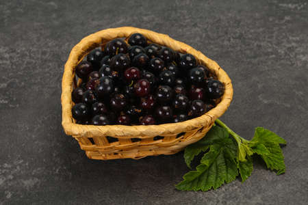 Fresh ripe sweet black currant berriesの写真素材