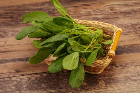 Vegan cuisine - Fresh green Spinach leaves heapの写真素材