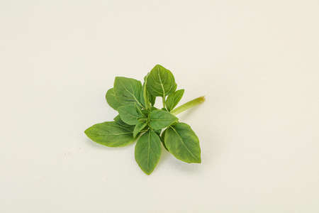 Aroma seasoning - Green Basil leaves on the branchの写真素材