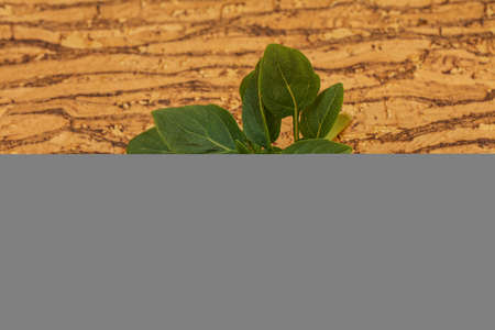 Aroma seasoning - Green Basil leaves on the branch