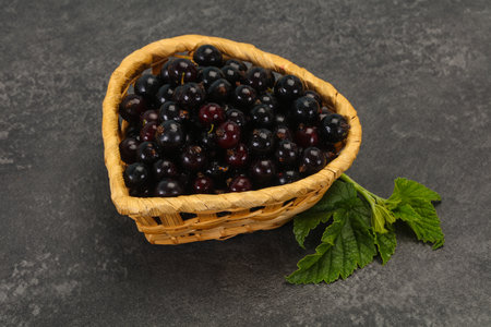 Fresh ripe sweet black currant berriesの写真素材