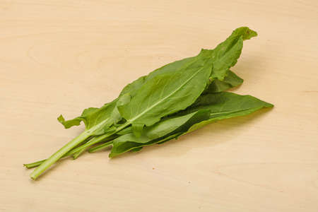 Aroma Fresh green sorrel herb heapの写真素材