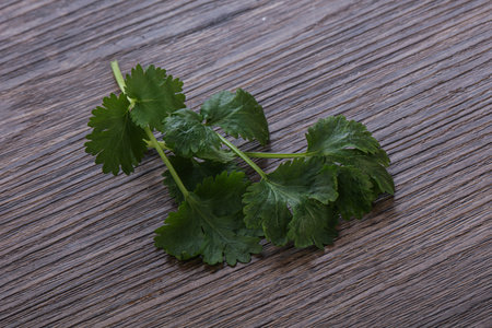 Raw green aroma cilantro leaves herbsの写真素材