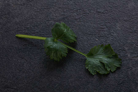Raw green aroma cilantro leaves herbsの写真素材