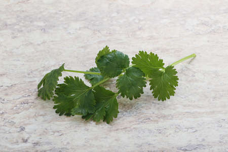 Raw green aroma cilantro leaves herbsの写真素材