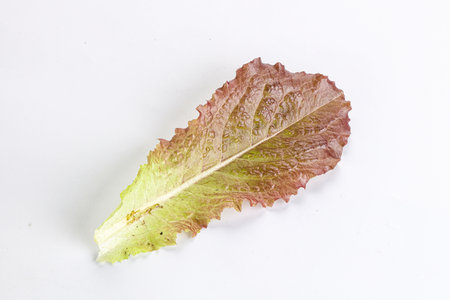 Green fresh lettuce salad leaf isolatedの写真素材