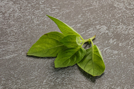Raw green basil leaves seasoning aromaの写真素材