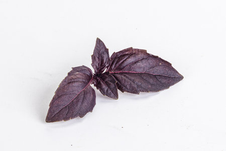 Purple raw organic basil leaves aromaの写真素材