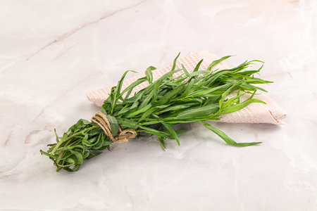 Green estragon branches for cooking or aromatherapyの写真素材