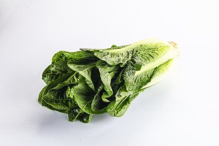 Green fresh juicy Romano salad for cookingの写真素材