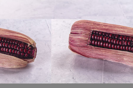 Organic natural Black ripe sweet cornの写真素材